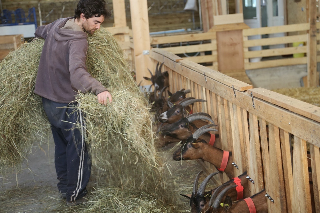 Ferme Des Maquis Ch Vres Nourries Au Foin Les Fermes Buissonni Res